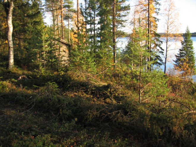 Harvennushakkuun jälkiä koulun eteläpuolen rantavyöhykkeellä 5.7.