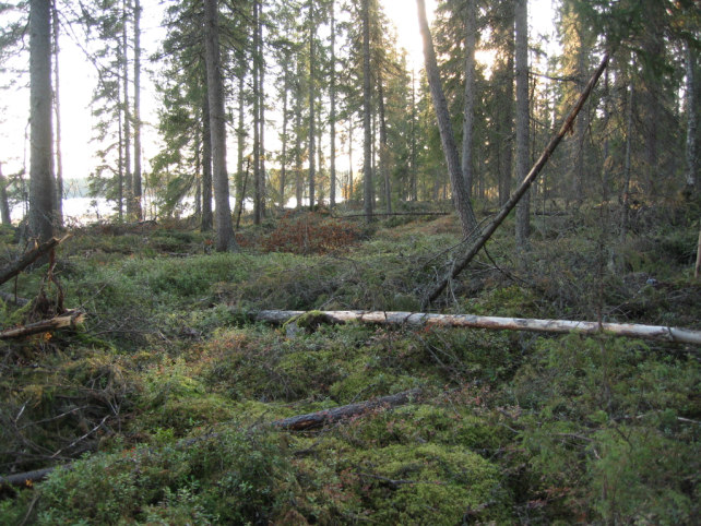 Alueen lounaisreunassa on yksi lomarakennuspaikka.