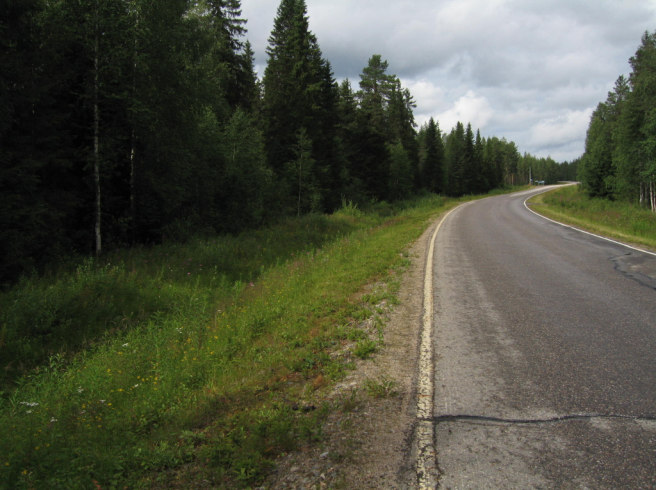 Harvaa mäntymetsää kuvion 11 pohjoislaidalla 5.12.