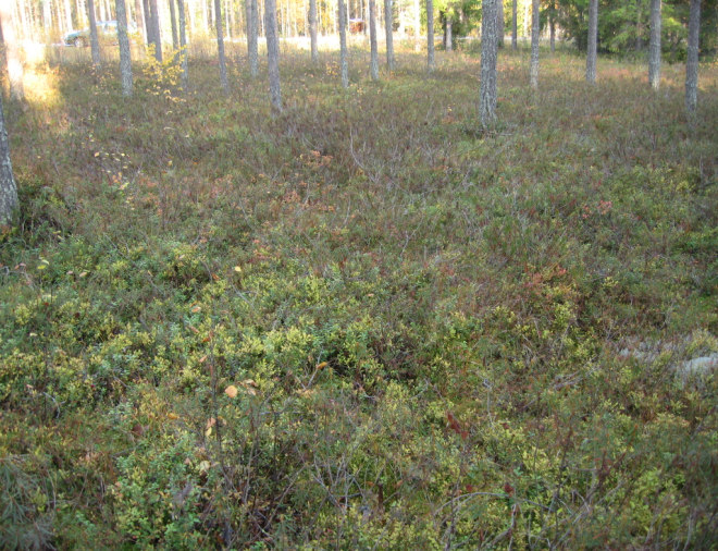 5.13. Järven soistunut poukama ja kosteaa metsää (kuvio 13) Selvitysalueen lounaiskulmassa sijaitseva kostea soistunut järven poukama, jota hallitsee järviruokokasvusto.