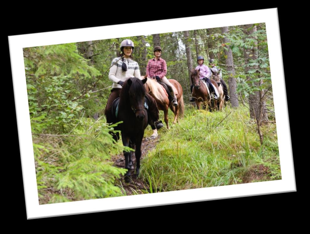 Paasselän pirua metsästämässä Tarvitsetko hieman pidempää irtautumista arjesta? Se onnistuu kun vaellamme issikoilla Paasselän rannalle.