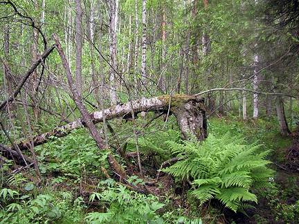 b) Metsälain 10 :n mukaiset erityisen tärkeät elinympäristöt (MetsäL 1093/1996) (2/7) 2.