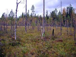 b) Metsälain 10 :n mukaiset erityisen tärkeät elinympäristöt (MetsäL 1093/1996) (7/7) 7.
