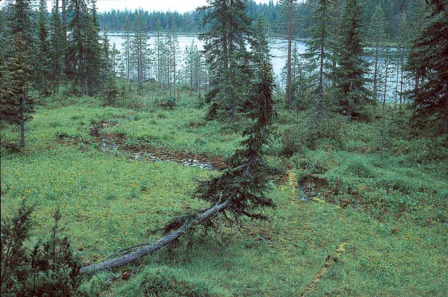 c) Harvinaiset tai harvinaistuneet elinympäristöt ja niiden hoito- ja käyttötoimenpiteet (FFCS 10) 3/5 3.