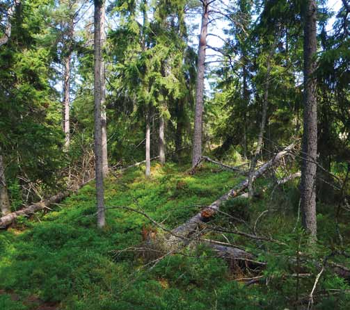 2. Luonnon monimuotoisuus eteläisissä saaristokansallispuistoissa Panu Kunttu / WWF Suomi Vanhaa metsää Jussarön saaren länsiosassa. on tavattu 105 ja silmälläpidettäviä 109.