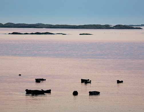 5. Luontotyyppien ja lajiston suojelun kehittäminen Itämerennorppa (Pusa hispida botnica) Kansainvälisesti vaarantuneella itämerennorpalla on eteläiset pienet ja hyvin uhanalaiset osakannat