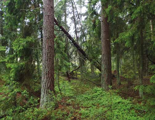 7. Muut suojelun kehittämisen toimenpiteet Panu Kunttu / WWF Suomi Rakentamisen uhkaamaa, myynnissä olevaa vanhaa metsää Tjäruholmenissa Saaristomerellä.