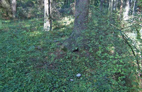 Luonnonhoitohankeraportti 2015 { 24 } Kuvat 4 ja 5. Yläkuvassa käsittelemätöntä HeOT -lehtoa Euran Harolan Natura-alueella, lajeina mm.