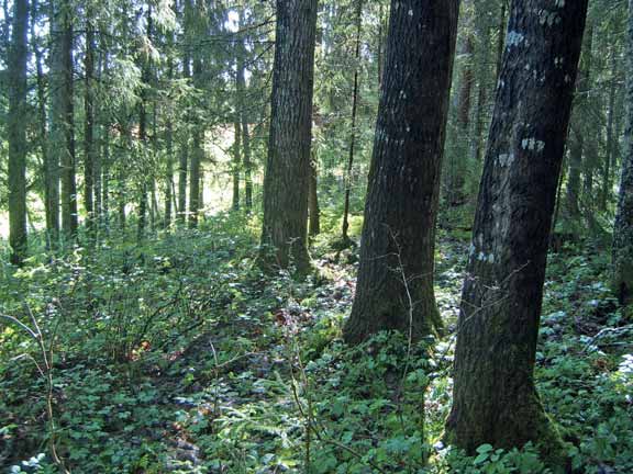 Luonnonhoitohankeraportti 2015 { 28 } Kuva 6. Edustava OMaT-lehto Laviassa. Hyvä puuston sukkessiovaihe, jossa järeitä haapoja. Pensaskerroksessa taikinamarjaa, lehtokuusamaa ja näsiää.