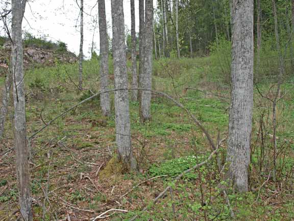 Luonnonhoitohankeraportti 2015 { 41 } Kuva 11. Metsälakia on rikottu Salon alueella hakkaamalla lehdosta kaikki muu puusto pois ja jättämällä vain lehmukset. Kuva: Sirke Kajava.