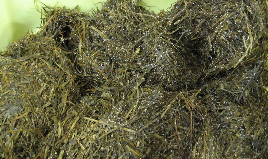 seosrehun sekoituslaitteella. Ymppi eli viikon vanha seos sekoitettiin käsin osaan vasta sekoitetusta seosrehusta. Näin käsiteltäviä seosrehuja oli kaksi: tuore seos ja ympätty seos. Kuva 2.