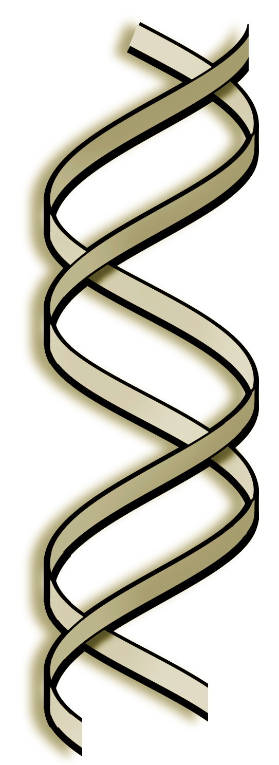 Tätä kromosomilukumäärää sanotaan DIPLOIDIksi kromosomilukumääräksi. Ihmisperimän kartoitusprojektissa on selvinnyt, että kussakin solussa on noin 30,000 geeniä.