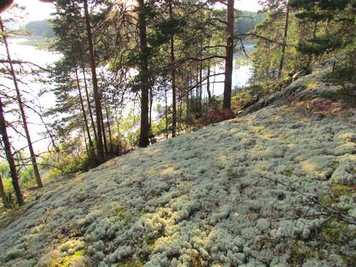 Jäkäläisiä kallioita oli todettavisssa hyvin vähän, vain rannan silokalliolla oli todettavissa laajemmin kalliomännikköä (ClT) (Kuva 12.). Notkelmissa oli todettavissa kuusimänty sekametsää (MT, paikoin OMT).