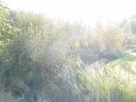 UOMAN PITUUS (km) 4,5 Pikku-Viljamoinen RAKENTEET 2 rumpua/putkea ARVIO VEDEN LAADUSTA - Ei erityisiä luontoarvoja puroympäristön kannalta.