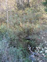 UOMAN PITUUS (km) 0,8 Sirkkasuonoja RAKENTEET 1 rumpu/putki ARVIO VEDEN LAADUSTA - Ei erityisiä luontoarvoja puroympäristön