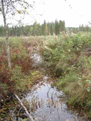 UOMAN PITUUS (km) 0,9 Rautajärvi RAKENTEET 1 rumpu/putki ARVIO VEDEN LAADUSTA Erittäin humuksinen Ei erityisiä luontoarvoja puroympäristön