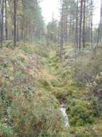 UOMAN PITUUS (km) 1,3 Syväoja RAKENTEET - ARVIO VEDEN LAADUSTA - Ei erityisiä luontoarvoja puroympäristön kannalta.