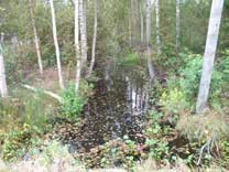 UOMAN PITUUS (km) 0,7 Pulesjärvi RAKENTEET 1 rumpu/putki. ARVIO VEDEN LAADUSTA - Tummaverkkoperhoselle soveltuva elinympäristö. Arvokas hyönteisalue.