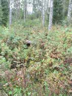 UOMAN PITUUS (km) 0,8 Pulesjärvi RAKENTEET - ARVIO VEDEN LAADUSTA - Ei erityisiä luontoarvoja puroympäristön kannalta. Ei asemakaavaa.