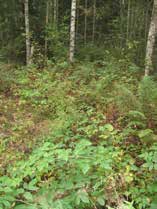 UOMAN PITUUS (km) 0,85 Pulesjärvi RAKENTEET 1 rumpu/putki ARVIO VEDEN LAADUSTA - Ei erityisiä luontoarvoja puroympäristön kannalta.