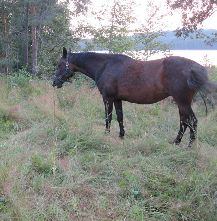 Väkirehuja annetaan yhdellä ruokintakerralla enintään 0,4 kg hevosen 100 elopainokiloa kohti.