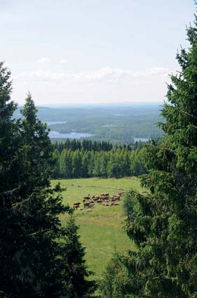 hyödynnetty maanviljelykseen. Väisälänmäki tunnetaan erityisesti kaskiviljelystä, jonka valtakausi oli 1700-luvulta 1800-luvun lopulle.
