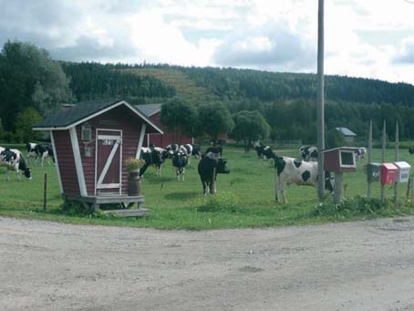 Kinahmi, kuva: Mervi Koskinen Kinahmi Valintaperuste: M Kinahmi on n.