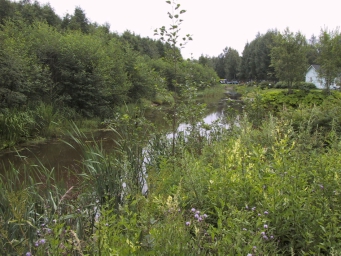 Kuva 1: Holstin salmen rehevältä lampi- ja kosteikkoalueelta Hietasaaren leirintäalueen tuntumasta. 2.3.