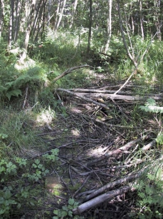 asuinalueilta voitaisiin johtaa hulevesiä myös putkissa tai pieninä avouomina. Peltoalueen puustoa harvennetaan.