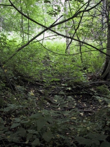 Hedmanin ympäristön metsäinen kosteikkouoma Osittain vanhaa peltoaluetta ja luontaista kosteikkopainannealuetta (1.