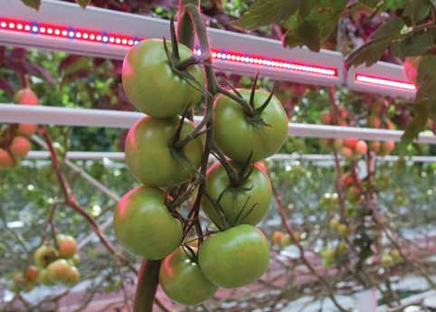 LED-BELYSNING I VÄXTHUS Närpes är vida känt för sina många växthus där man odlar tomater, gurkor eller paprikor. Största delen av odlarna har idag odling året runt.