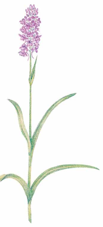 20 Ahokirkiruoho 30 50 cm Ahokirkiruoho Orkidea- eli kämmekkäkasvien heimoon kuuluva ahokirkiruoho koristaa etelä- ja keskisuomalaisia niittyjä ja hakamaita.