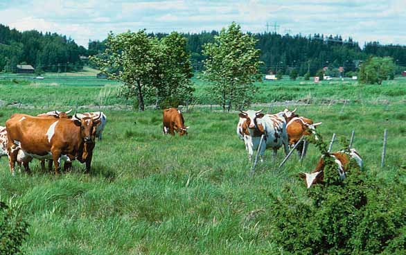 tymistä. Samalla myös hillitään kasvuryöpsähdystä, joka aiheutuu kaadettujen puiden ja pensaiden juurista vapautuvista ravinteista.