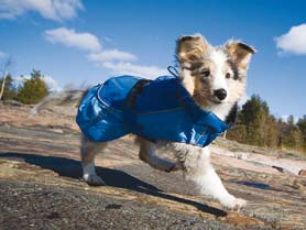 Englanninspringerspanieli Englanninvinttikoira Entlebuchinpaimenkoira Espanjanmastiffi Espanjanvesikoira Etelävenäjänpaimenkoira Eurasier Faaraokoira Fieldspanieli Glen of Imaalinterrieri