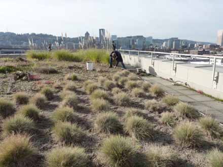 Kuva 19- Tasakatolle tehty kattopuutarha, jossa kuivuutta sietävää heinäkasvillisuutta hoidetaan kitkemällä, Portland.