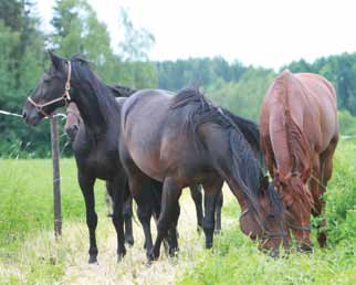 Opas hyvään hevosenpitoon Oppaan tarkoituksena on toimia ohjeena kaikille hevosten kanssa toimiville.