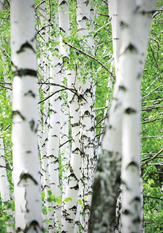 1. JOHDANTO Suomi kestävän biotalouden kärkeen Biotalous on Suomelle suuri mahdollisuus.