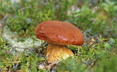 Aluksi haasteena oli yhteisen kielen ja näkemyksen löytäminen matkailuyrittäjien ja kulttuurituottajien välillä.