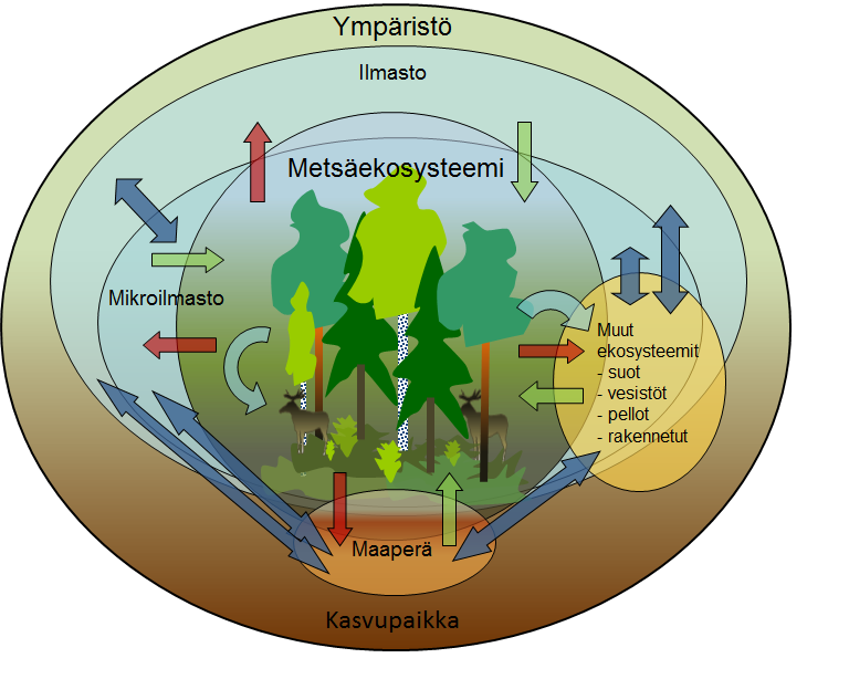 Kuva 4. Metsän ja sen ympäristön väliset suhteet.