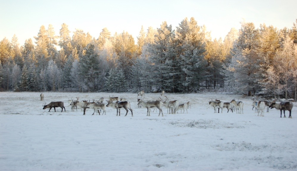 Kuva 9. Poro on esimerkki moni-ilmeisestä ekosysteemipalvelusta.