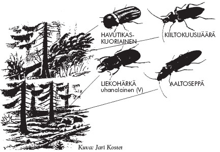Erityisesti vanhojen metsien, lahoavan puuaineksen, iäkkäiden lehtipuiden ja metsäpalojen väheneminen sekä soiden ojitukset ovat vähentäneet metsäluonnon monimuotoisuutta.
