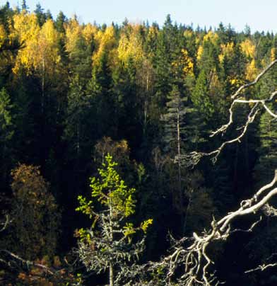 Vaeltajien paratiisi Ruovesi tunnetaan luonnonkauneudestaan, kansallispuistosta ja vanhasta suomalaisesta kulttuuriperinnöstään. J.L.