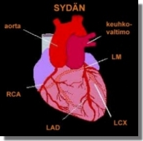 1(5) Koronaariangiografia (sepelvaltimoiden varjoainekuvaus) Tutkimuksen tarkoitus Sepelvaltimot ovat verisuonia sydänlihaksen pinnalla. Niiden tehtävänä on kuljettaa verta sydänlihakseen.