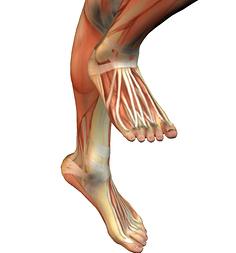 Toiminnallisen stabiliteetin merkityksestä muissa anatomisissa asemissa Nilkka/jalkaterä: Stabiliteetti on olennaista etenkin askelkontaktissa: Ketteryys, suunnanmuutos, ykkösaskel, hyppääminen jne.