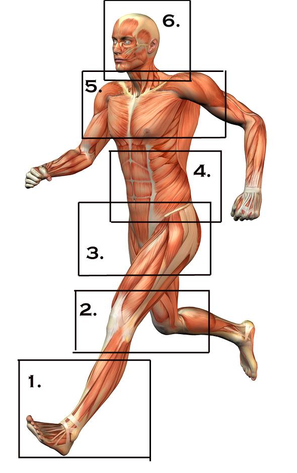 Toiminnallisuuden 368 koodi 6 = Kuusi tärkeää anatomista asemaa Toiminnallisessa harjoittelussa on olennaista ymmärtää kehon osien rooli tiimityössä sekä niiden sijainti ja toiminta suhteessa