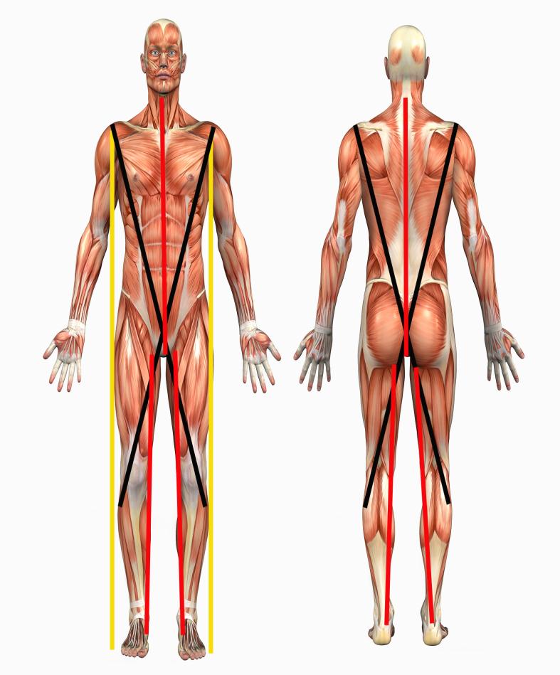 Toiminnallisuuden 368 koodi 8 = Kahdeksan lihastoimintaketjua Kineettisen ketjun anatomiaa voidaan kuvata lihastoimintaketjuilla.