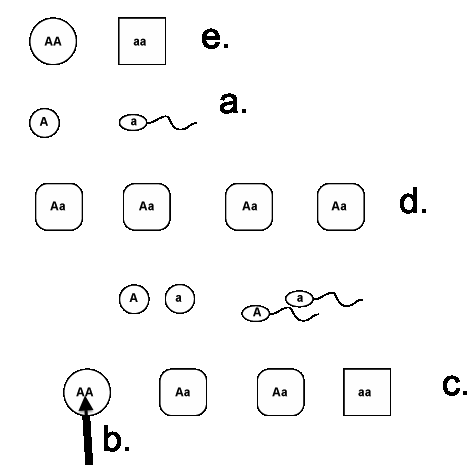 Luku 13 Symbioosi 2 TEHTÄVÄT 1. Yhdistä kaavioon oikealle paikalle a. P-polvi b. F 1 -polvi c. F 2 -polvi d. sukusolut e. genotyyppi 2.