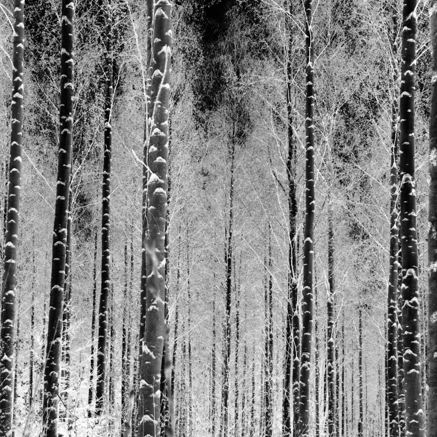 Metsä arkkitehtuurin lähtökohtana Kaikkia valitsemiani kohteita yhdistää syvä sitoutuminen ympäröivään luontoon.