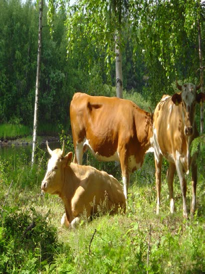 Peltoluonnon monimuotoisuus Valumavesien käsittely Lietelannan sijoittaminen peltoon Ympäristönhoitonurmet Peltojen talviaikainen kasvipeitteisyys Ravinteiden &