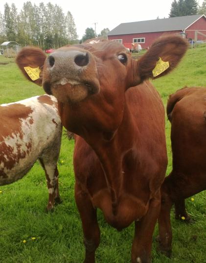 Hankkeen toimilla myötävaikutetaan siihen, että maaseutuyritysten toimintaedellytykset ja kilpailukyky molemmissa maakunnissa paranevat ja että maaseudun elinkeinot vahvistuvat ja monipuolistuvat.